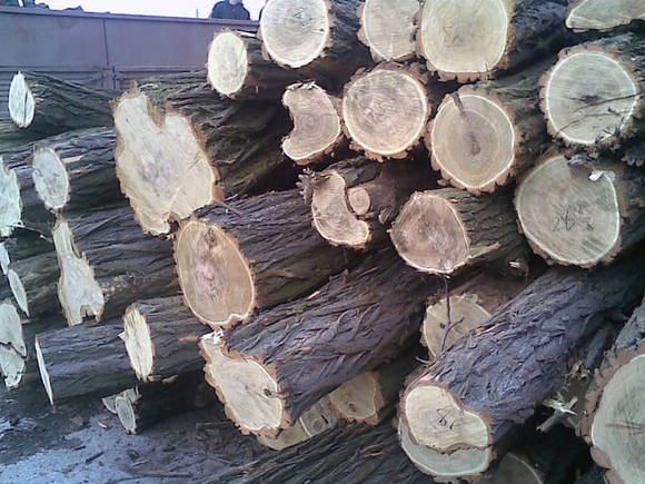 drova-pilennyie-dubovyie-1